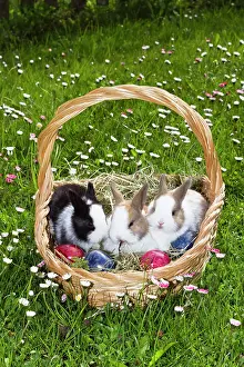 Bellis: European rabbits (Oryctolagus cuniculus) sitting