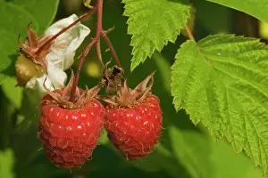 Idaeus: European Raspberry - ripe Raspberries hanging on