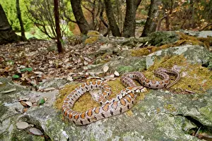 Michele Menegon: European Ratsnake / Leopard Snake
