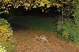 Driveway: European Red Fox
