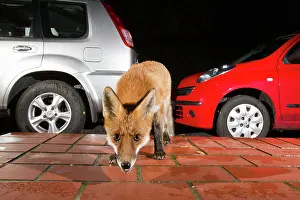 Doorstep: European Red Fox