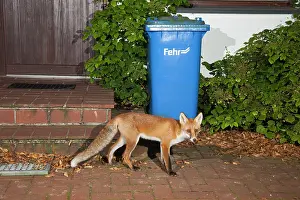 Dustbin: European Red Fox