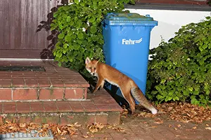 Dustbin: European Red Fox