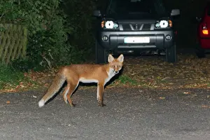 Driveway: European Red Fox