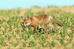 Returning: European Red Fox - cub returning to den - panting