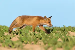 Wandering: European Red Fox - cub wandering across crop of sugar beet
