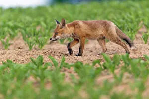 Developed: European Red Fox - well developed cub searching