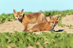 Developed: European Red Fox - two well developed cubs alert