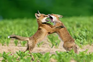 Squabbling: European Red Fox - two well developed cubs fighting