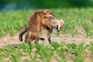 Squabbling: European Red Fox - two well developed cubs fighting