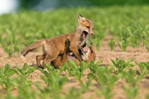 Squabbling: European Red Fox - two well developed cubs fighting
