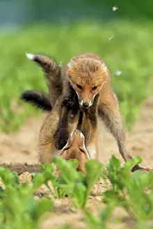 Squabbling: European Red Fox - two well developed cubs fighting