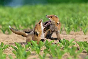 Squabbling: European Red Fox - two well developed cubs fighting
