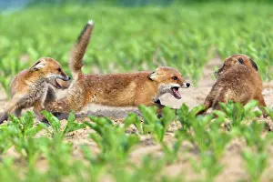 Squabbling: European Red Fox - three well developed cubs fighting