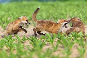 Squabbling: European Red Fox - three well developed cubs fighting