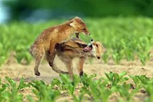 Squabbling: European Red Fox - two well developed cubs fighting