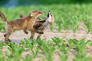 Squabbling: European Red Fox - two well developed cubs fighting