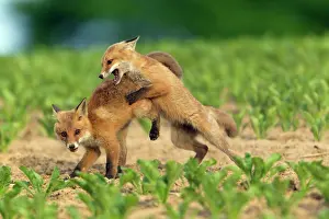 Squabbling: European Red Fox - two well developed cubs fighting