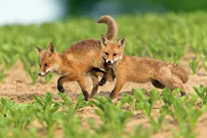 Squabbling: European Red Fox - two well developed cubs fighting