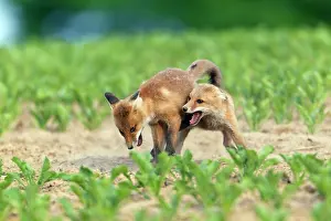 Squabbling: European Red Fox - two well developed cubs fighting