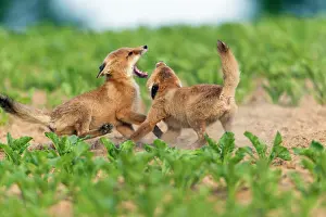 Squabbling: European Red Fox - two well developed cubs fighting
