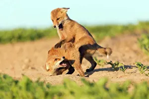 Developed: European Red Fox - two well developed cubs play