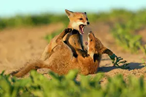 Developed: European Red Fox - two well developed cubs play