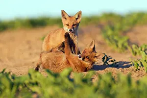 Developed: European Red Fox - two well developed cubs play