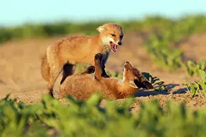 Developed: European Red Fox - two well developed cubs play