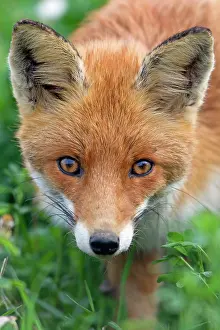 Curiously: European Red Fox - peering curiously into the lens