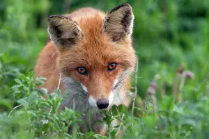 Curiously: European Red Fox - peering curiously into the lens of camera
