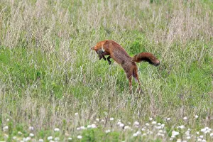 Pouncing: European Red Fox - pouncing after a mouse on waste land