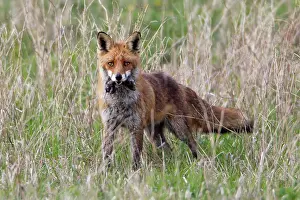 Voles: European Red Fox - vixen transporting caught voles