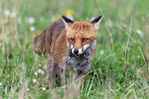 Voles: European Red Fox - vixen transporting caught voles
