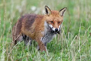 Voles: European Red Fox - vixen transporting caught voles