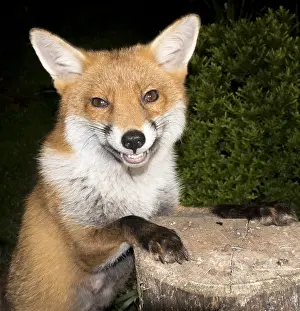 030518: European red fox vixen - urban fox in garden - Birmingham UK