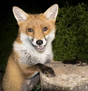 030518: European red fox vixen - urban fox in garden - Birmingham UK