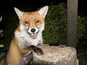 Birmingham: European red fox vixen - urban fox in garden - Birmingham UK