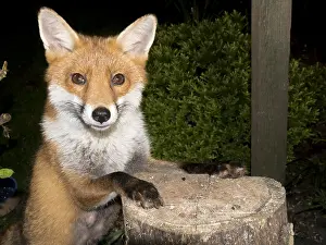 Birmingham: European red fox vixen - urban fox in garden - Birmingham UK