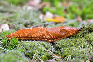 Arion: European Red Slug - on moss in garden