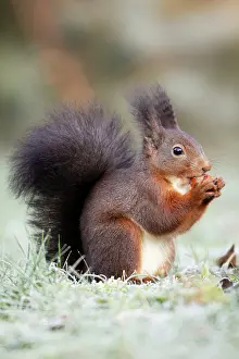 Hazelnuts: European Red Squirrel - eating hazelnut