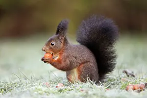 Hazelnuts: European Red Squirrel - eating hazelnut