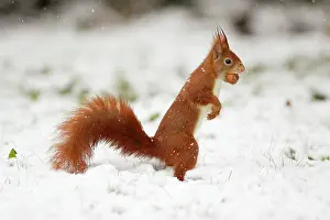 Hazelnuts: European Red Squirrel - with hazelnut in mouth, winter snow