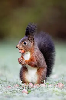 Hazelnuts: European Red Squirrel - with hazelnut in mouth