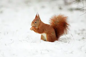 Hazelnuts: European Red Squirrel - with hazelnut in mouth, winter