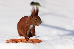 Hazelnut: European red squirrel (Sciurus vulgaris) eating