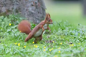 Flee: European Red Squirrel - standing on back legs and