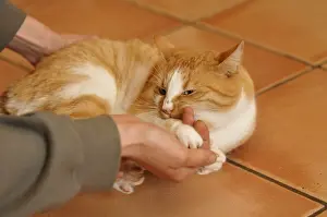 Master: European red tabby cat biting the hands of his master