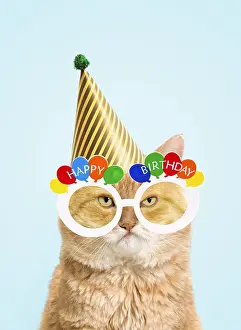 Grumpy: European red tabby Cat, grumpy, wearing Happy Birthday