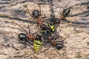 Captured: European Red Wood Ant (Formica polyctena) captur